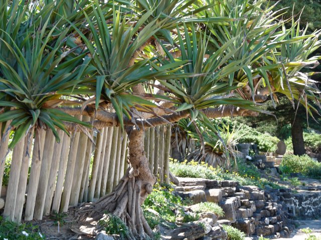 Pandanus Palms